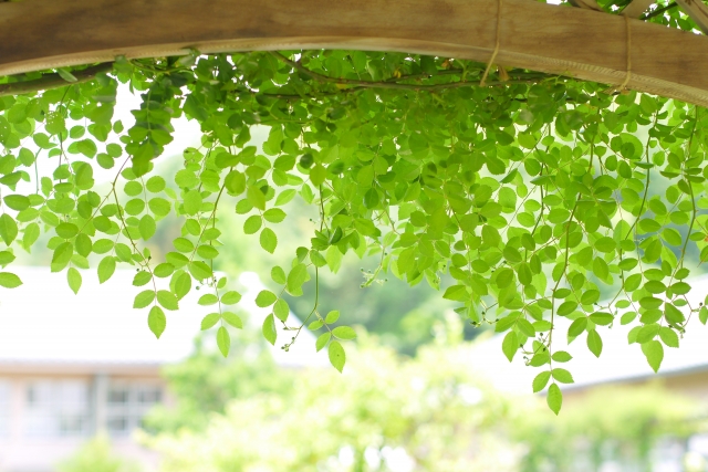 陽の光を取り入れるお庭