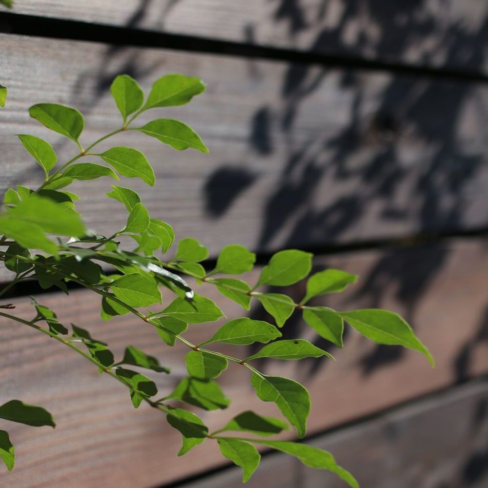 天然木フェンス