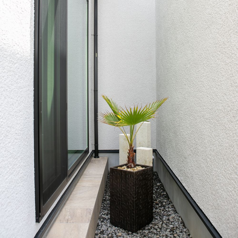 観葉植物　ワシントンヤシ