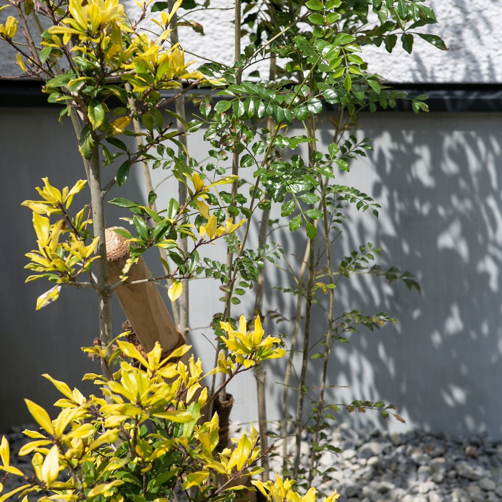 植栽　イレックス