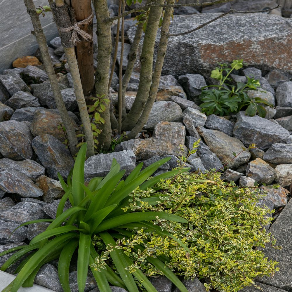 植栽 ギボウシと砕石