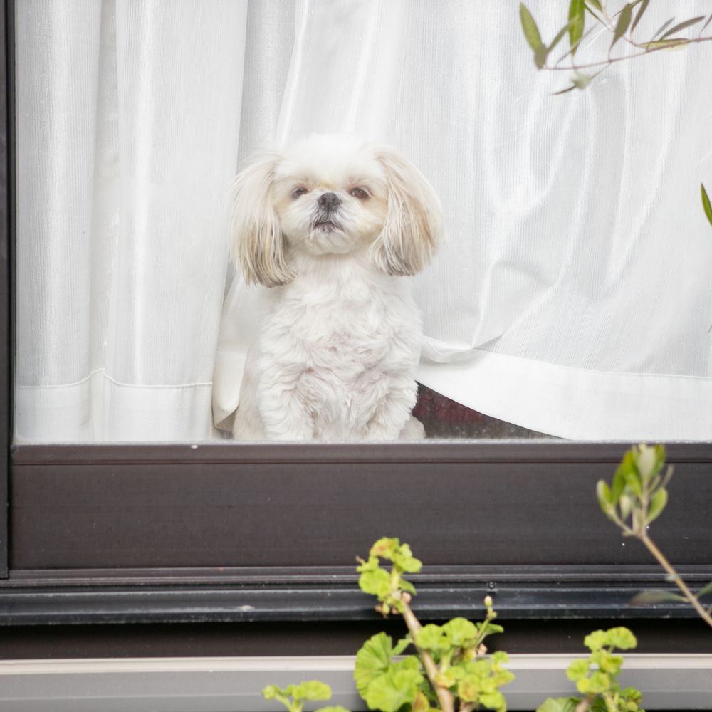 窓と犬