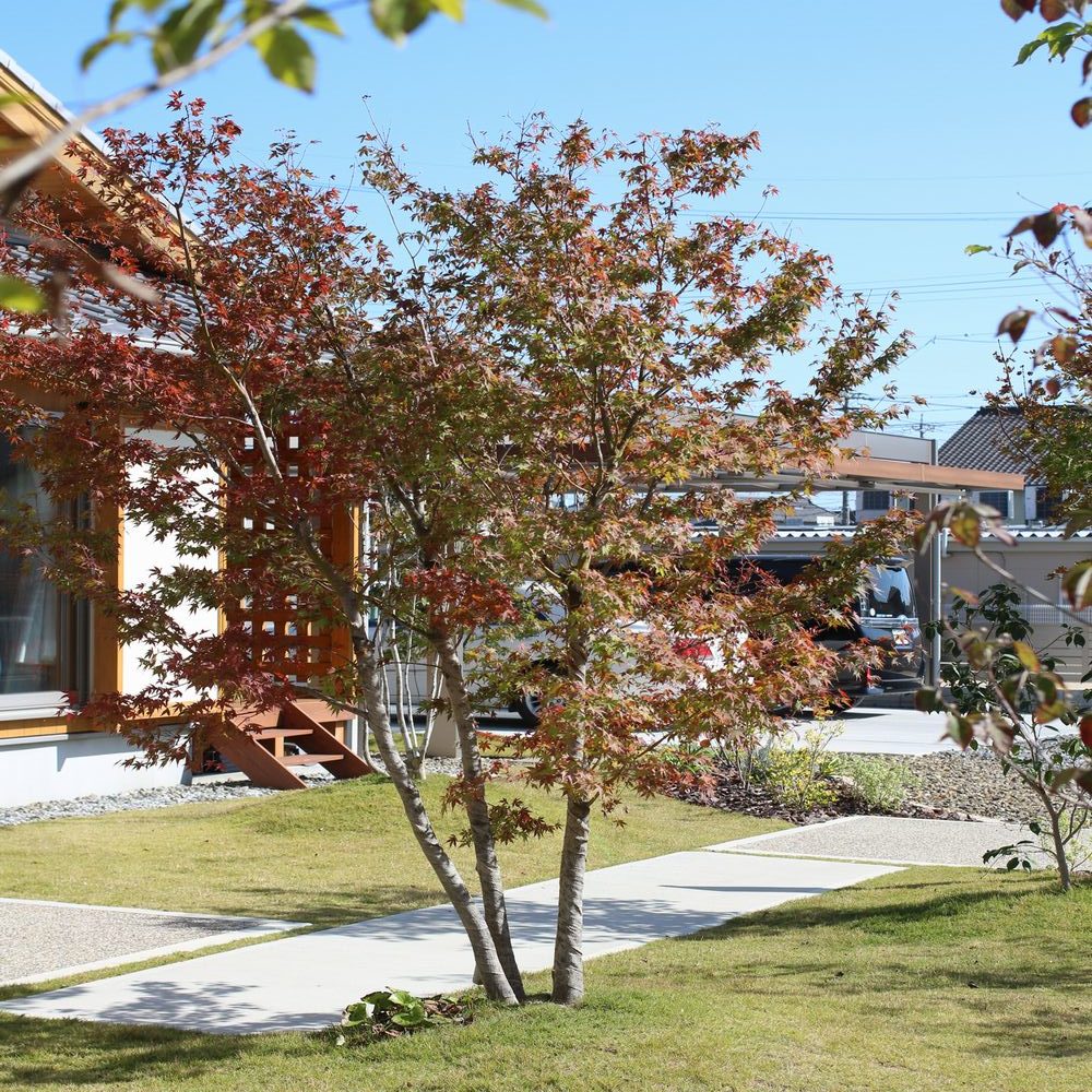 アプローチ 樹木