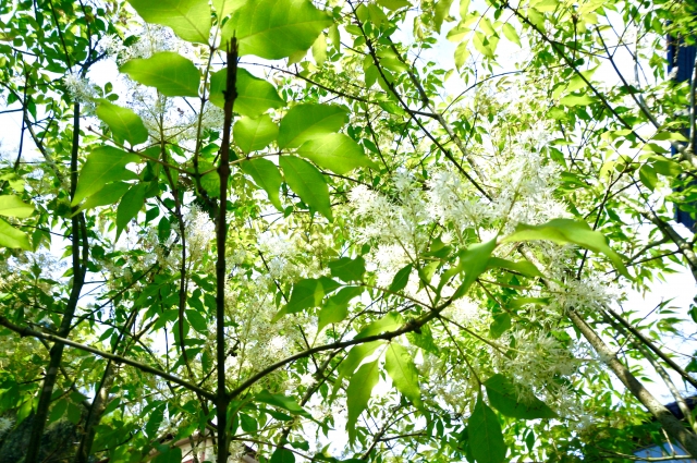 ガーデンコラム